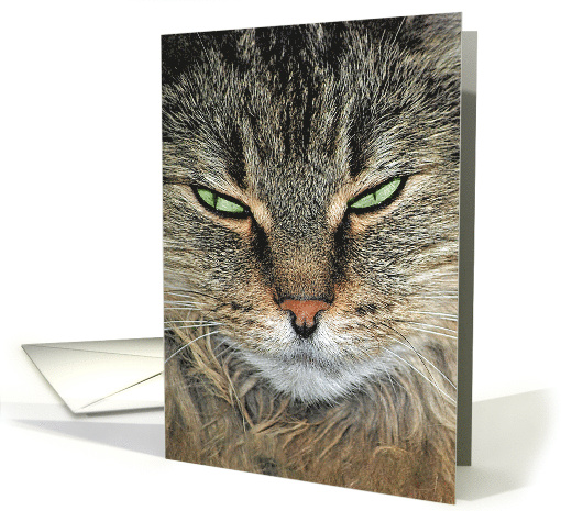 Maine Coon Feel Better Soon After Surgery card (937278)