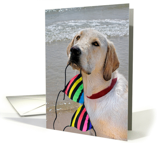 Labrador Retriever with bikini top for half birthday card (942408)