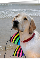 Labrador Retriever with bikini top for half birthday card