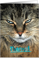 thank you close up of a Maine Coon cat card