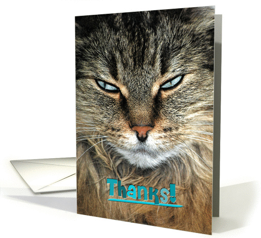 thank you for pet sitting card (943970)