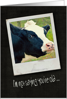 birthday humor with black and white cow in vintage snapshot frame card