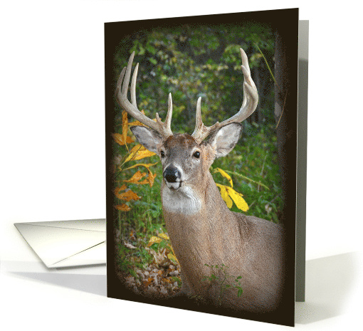 Buck In Woods with Shadow Vignette for Man's Birthday card (962037)