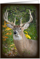 Buck In Woods with Shadow Vignette for Man’s Birthday card