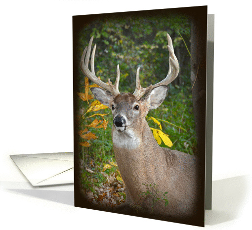 Buck in woods for Dad's birthday card (962039)