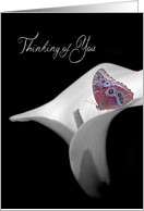Thinking of You with butterfly on calla lily card