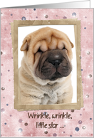 Chinese Shar pei...