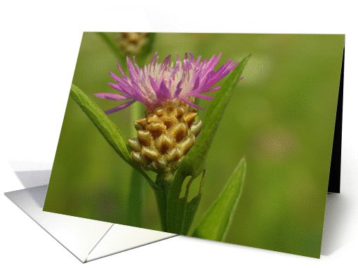 Shine on card (163267)