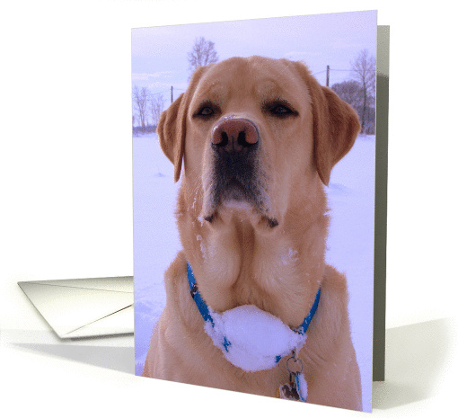 Fake St. Bernard card (163914)