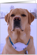 Fake St. Bernard card