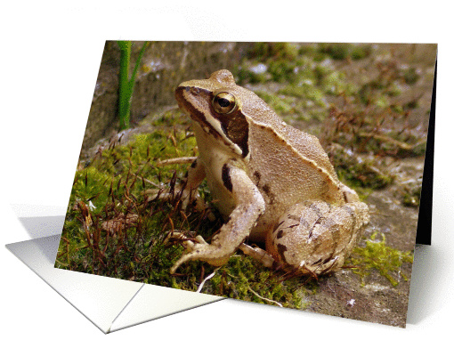 Poser card (163920)