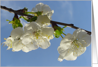 Spring time card