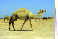 Camel Herd card