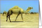 Camel Herd card