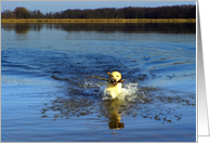 Water fun card