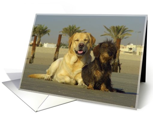 Happy dogs card (508024)