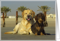 Happy dogs card