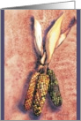 Indian Corn card