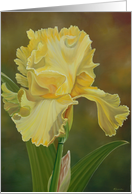 Yellow Iris