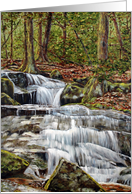 Forest Stream card