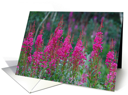 Fireweed card (162289)