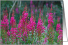 Fireweed card