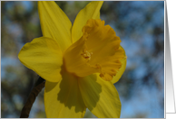 Peaceful Daffodil card