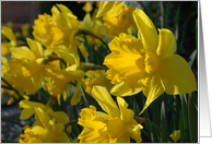 Bundle of Daffodils