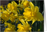 Bundle of Daffodils card