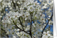 Pear Blossoms card