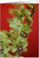 Orchids card