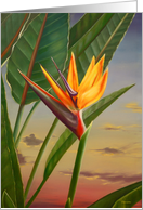 Bird of Paradise card