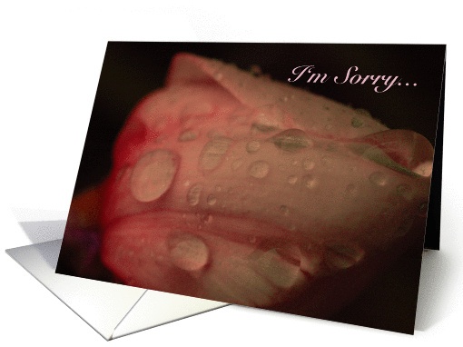 I'm Sorry card (175492)