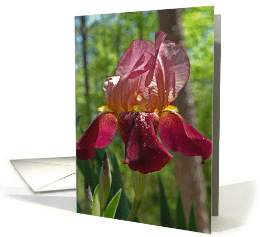 Iris card (181353)