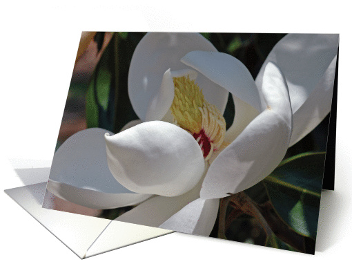 Magnolia card (202257)