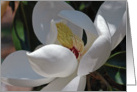 Magnolia card