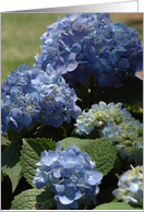 Blue Hydrangea card