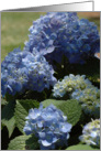 Blue Hydrangea card