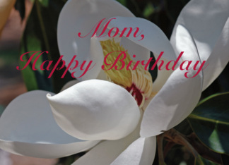 Magnolia Birthday
