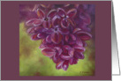 French Lilac card