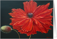 Red Poppy card