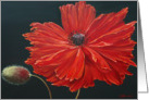 Red Poppy card