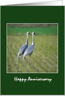 Happy Anniversary - Two Birds card