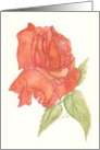 orange rose card