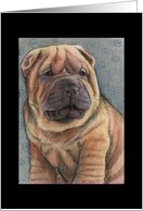 Shar Pei Puppy card