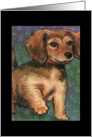 Long Hair Dachshund Pup card