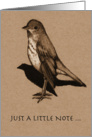 Just A Note ... Hermit Thrush, Bird; Charcoal Drawing: Blank Inside card