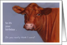 Beef Cow: General Birthday, Humorous: Original Painting, Hereford card