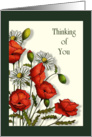 Thinking of You, General, Poppies and Daisies, Original Art card