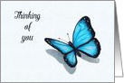 Thinking of You, Encouragement, Blue Butterfly, Color Pencil Drawing card
